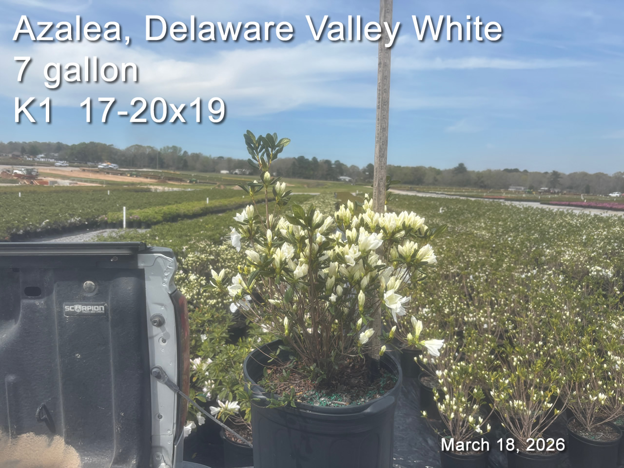 gallery/dvw7 k1 mar18.jpg